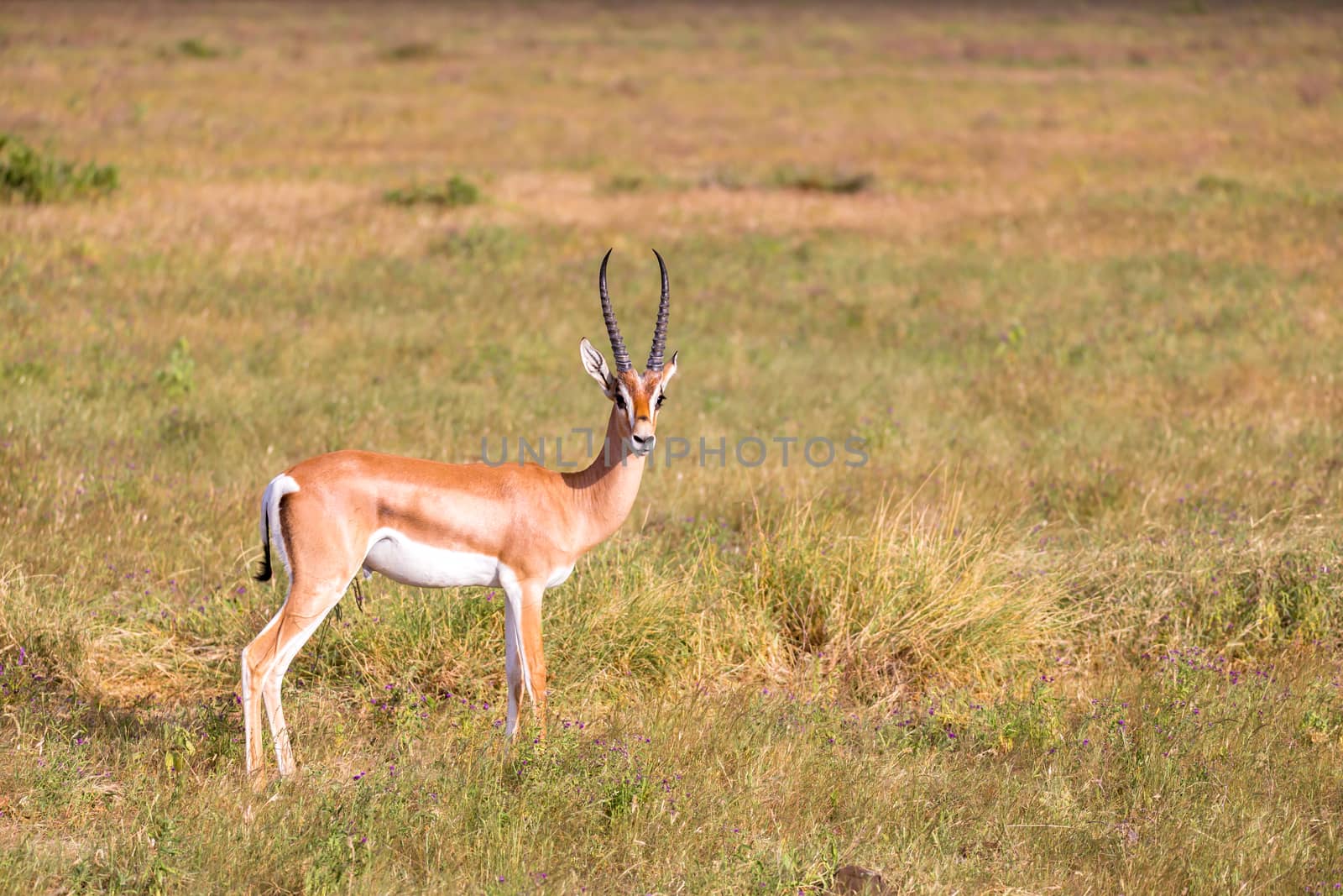 Some native antelopes in the grassland of the Kenyan savannah