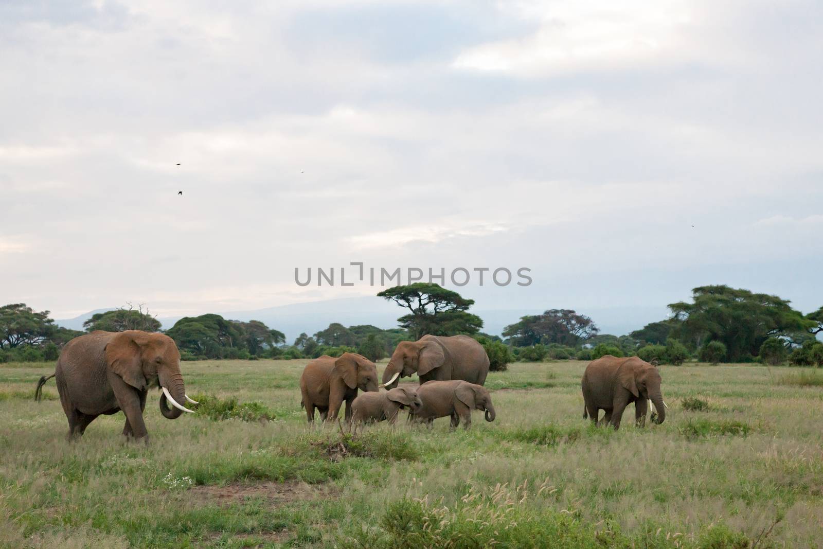 A lot of elephants in the grassland of the savannah