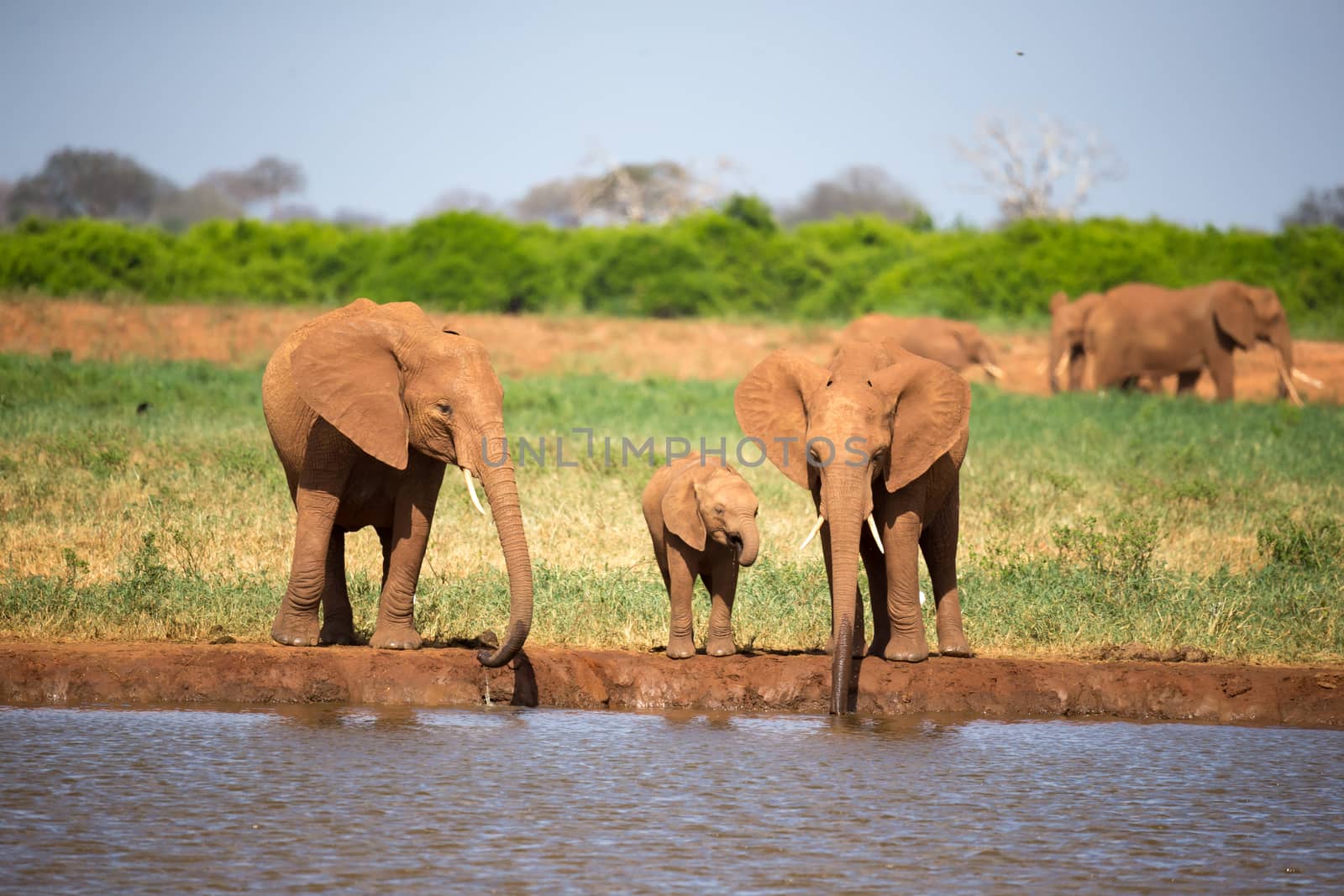 The family of red elephants at a water hole in the middle of the savannah