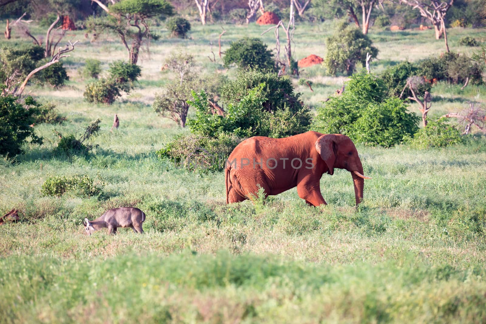 One big red elephant walks through the savannah between many plants