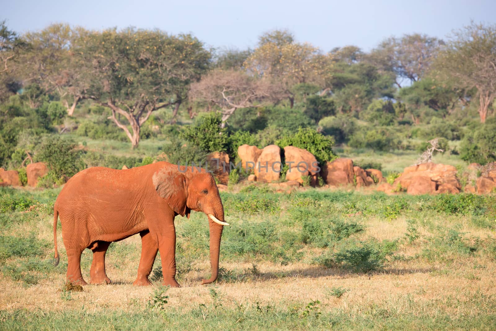 One big red elephant walks through the savannah between many plants