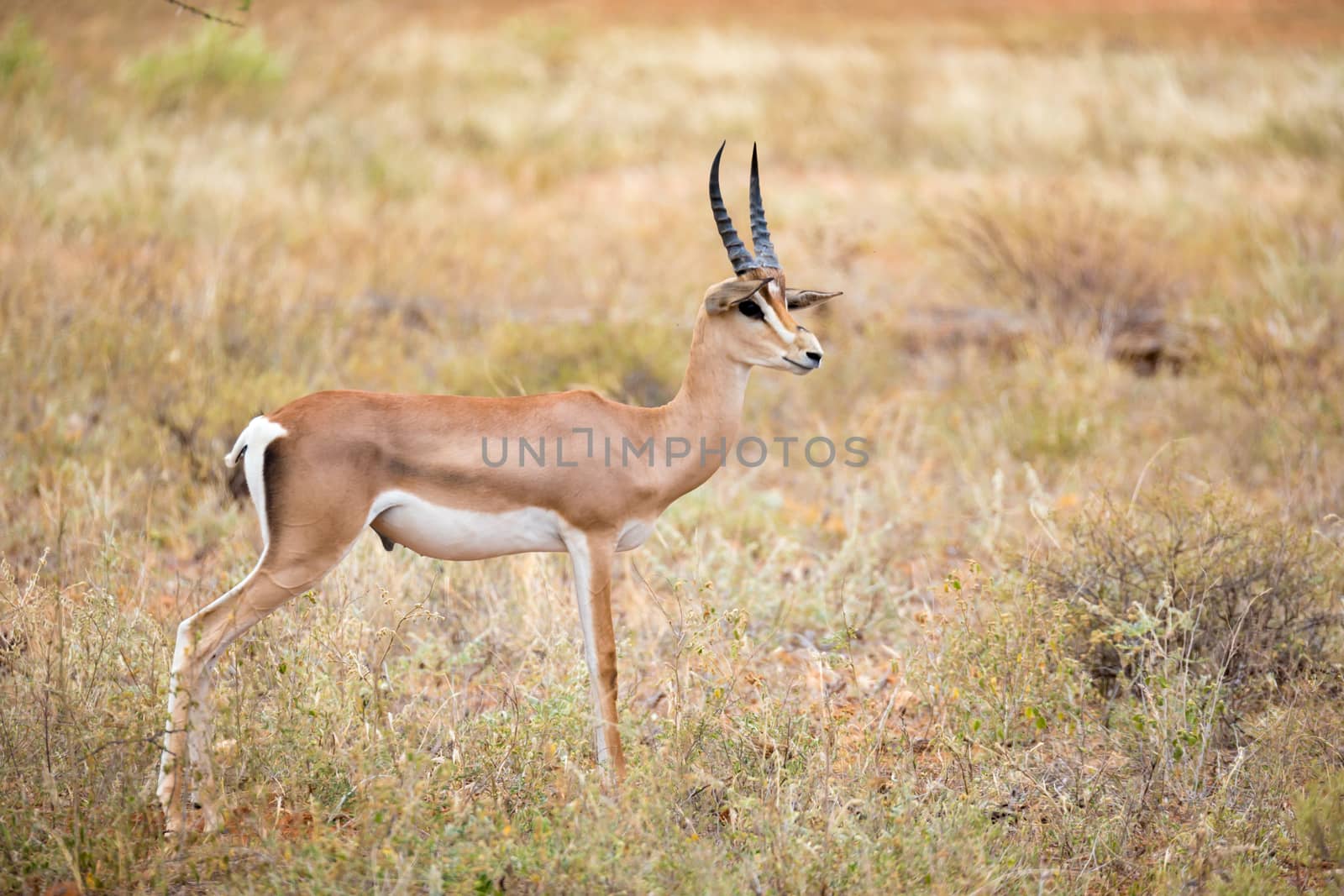Some native antelopes in the grassland of the Kenyan savannah