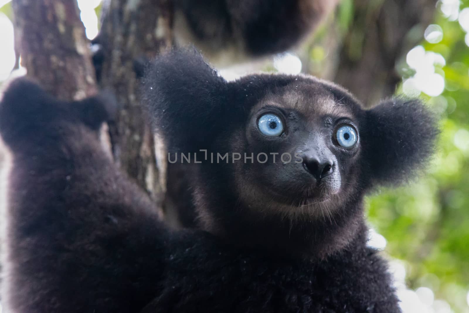 A Portrait of the Indri lemurs in a rainforest in Madagascar
