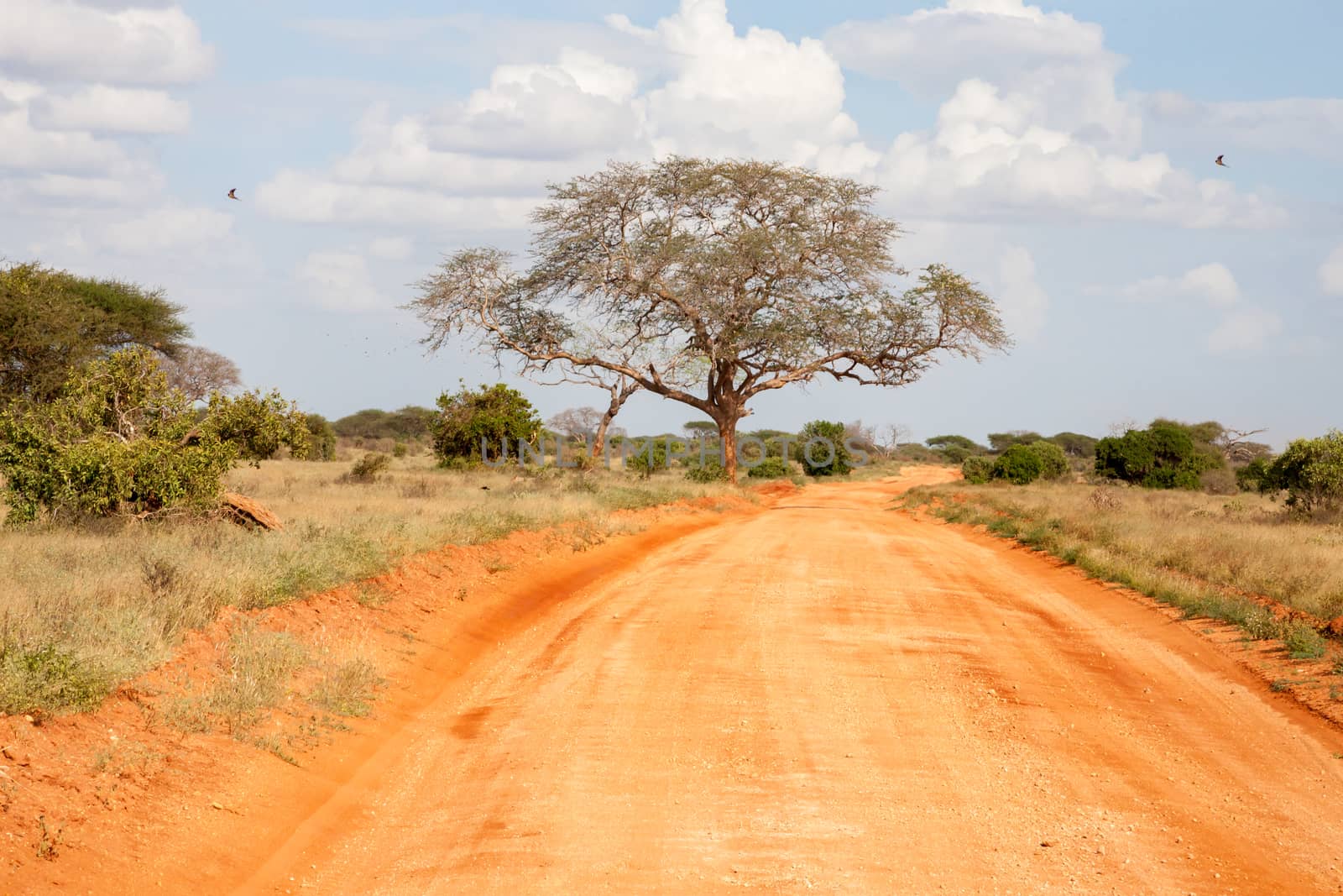The way througt the savannah with red soil and a lot of plants