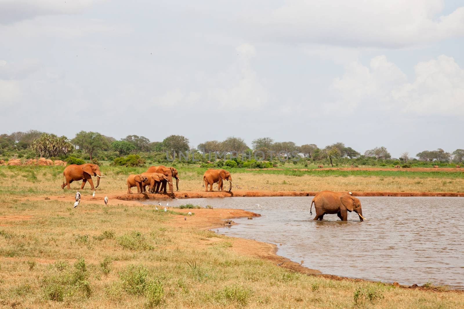 A lot of red elephants are on the waterhole