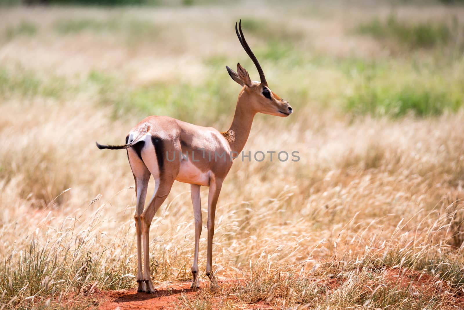 Antelope in the grassland of the savannah in Kenya
