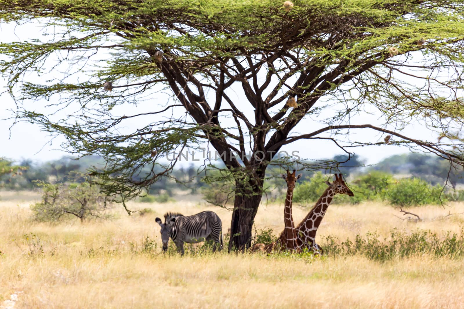 The Giraffes and a gravy zebra under the crown of a shady tree