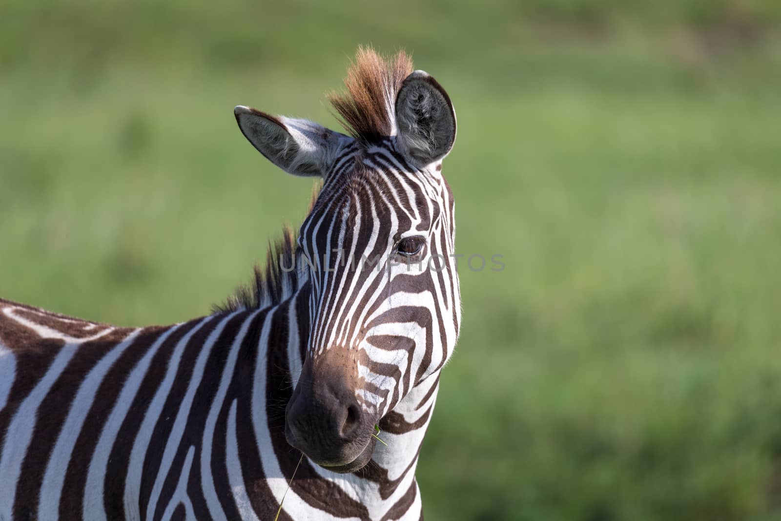 The closeup of a zebra in a national park