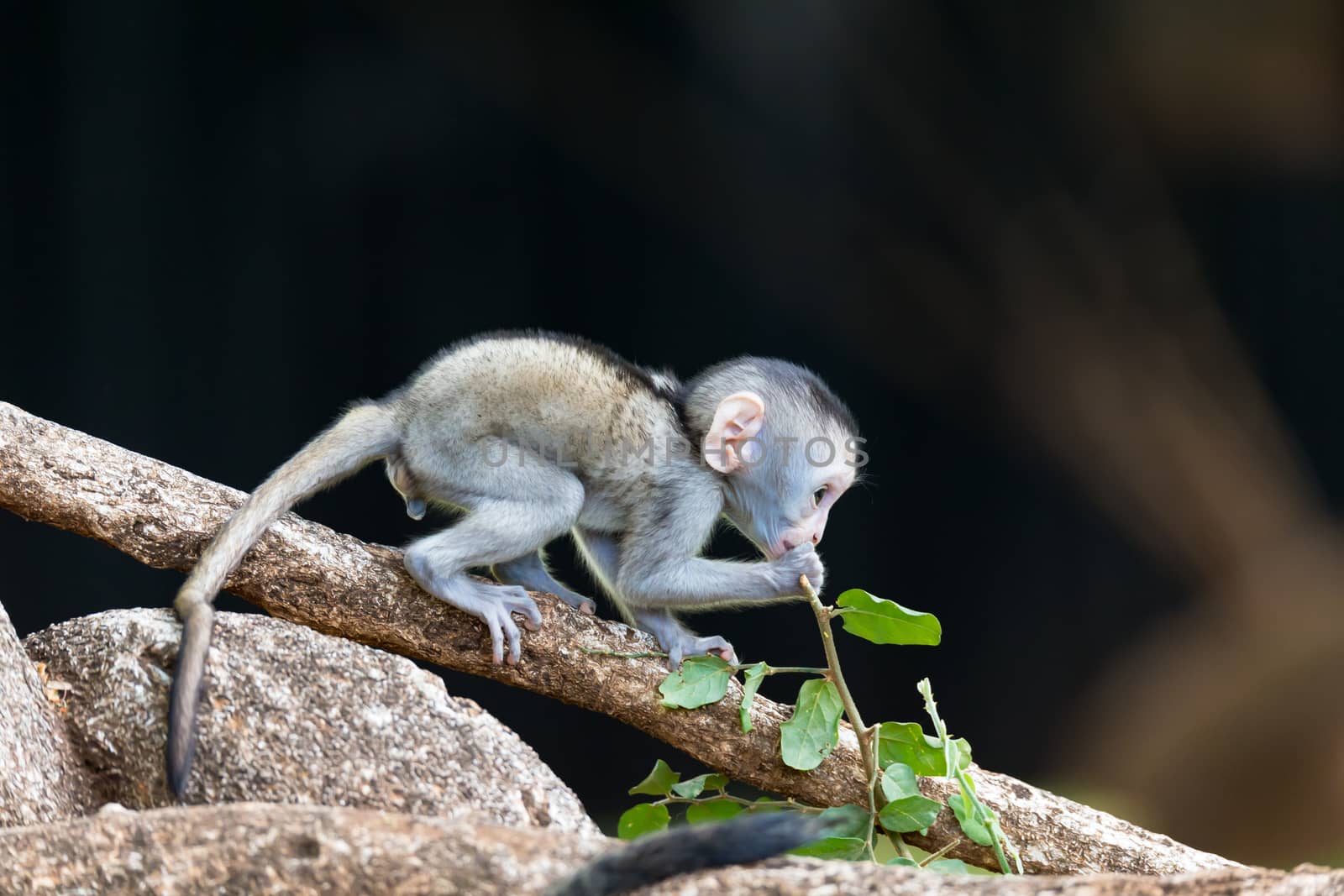 The monkey climbs around on a branch