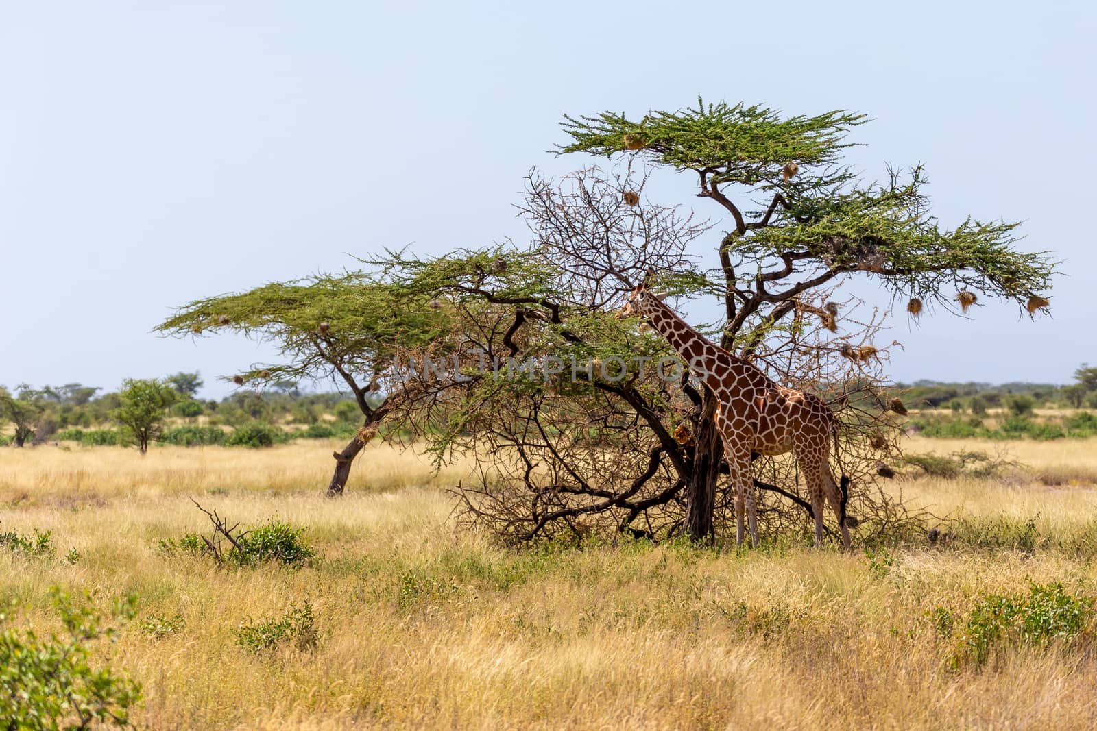 The Somalia giraffes eat the leaves of acacia trees