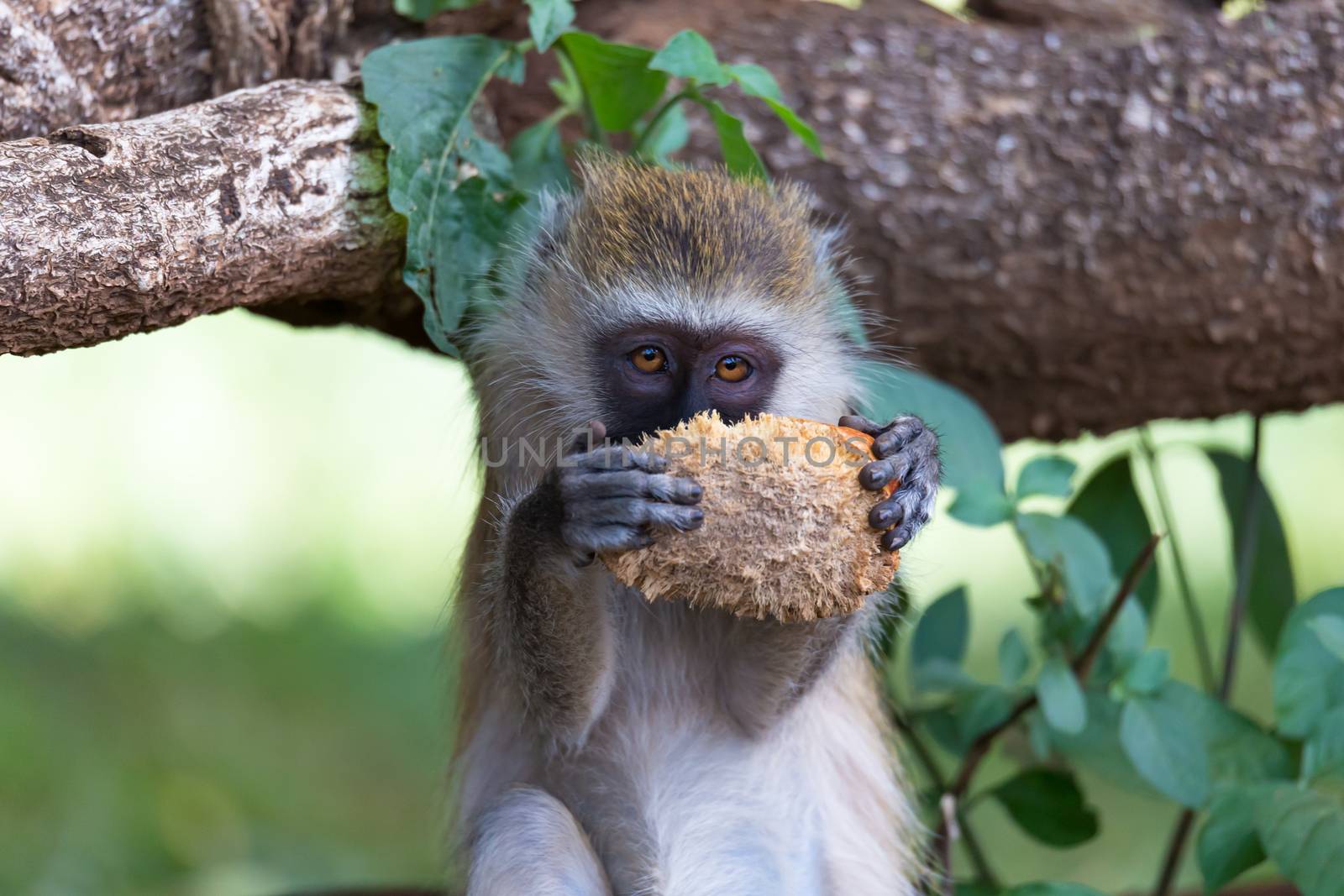 One Vervet monkey has found a fruit and eats it