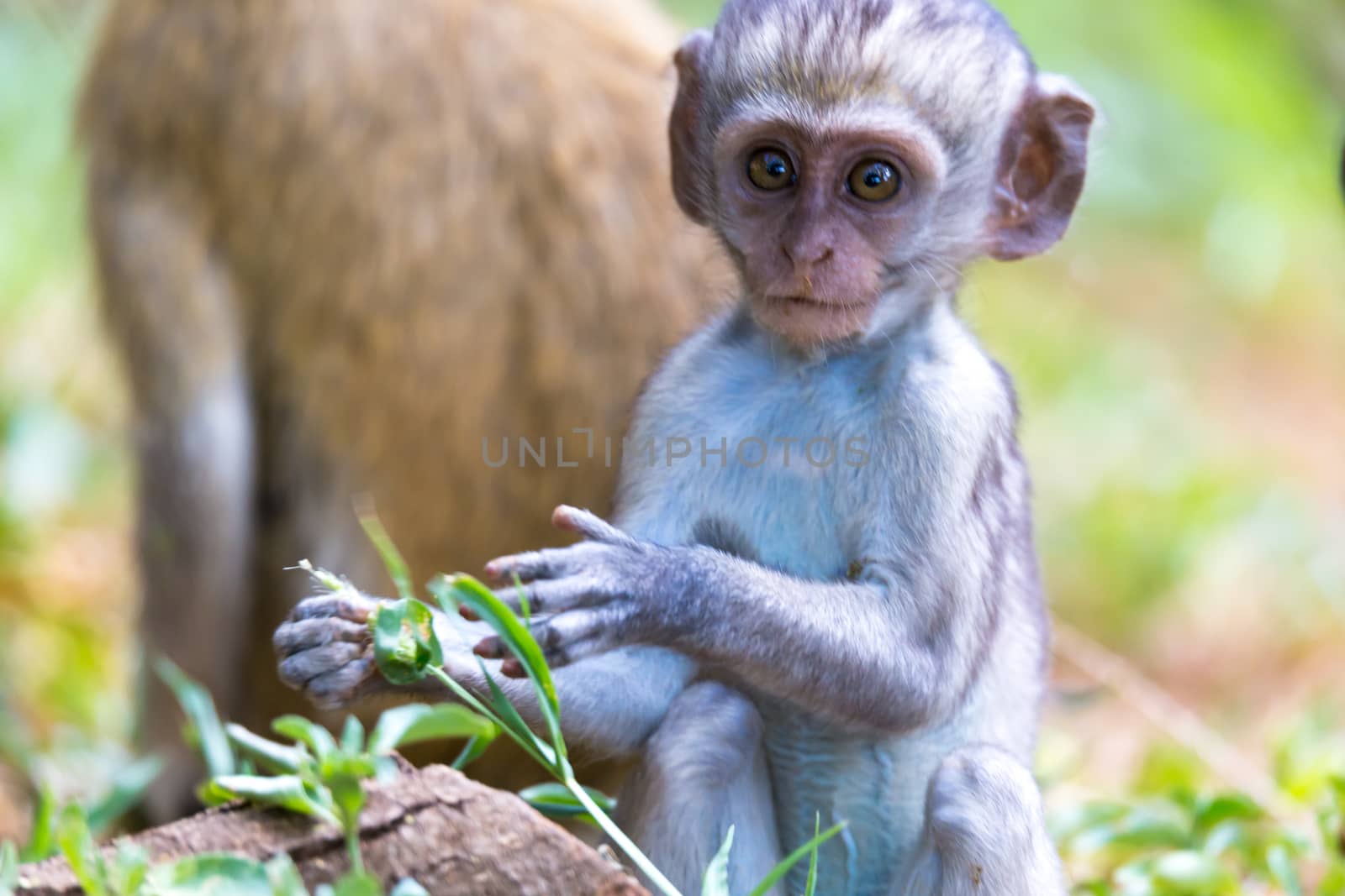 One little funny monkey is playing on the floor or on the tree