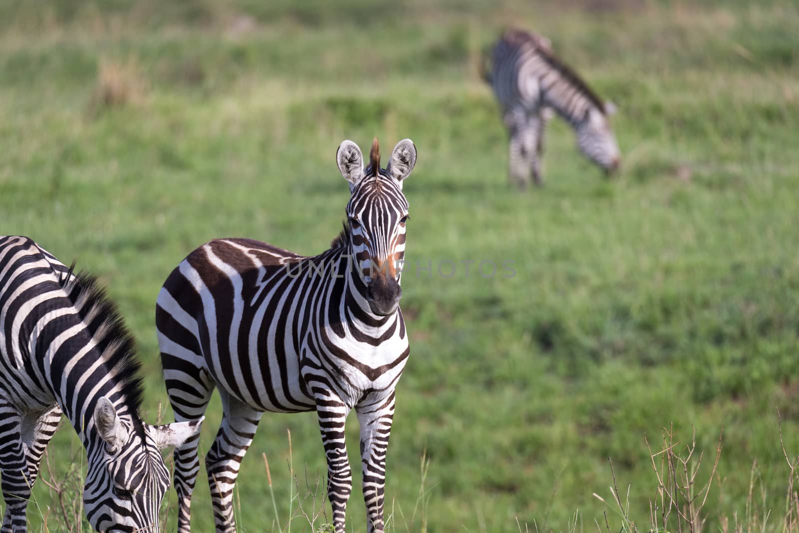 The closeup of a zebra in a national park