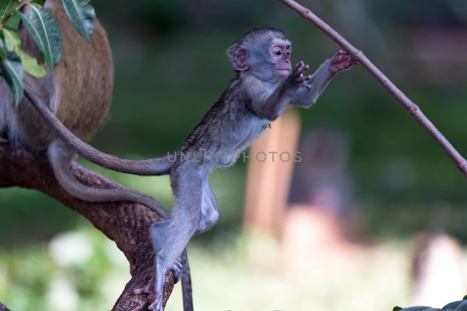 The monkey climbs around on a branch