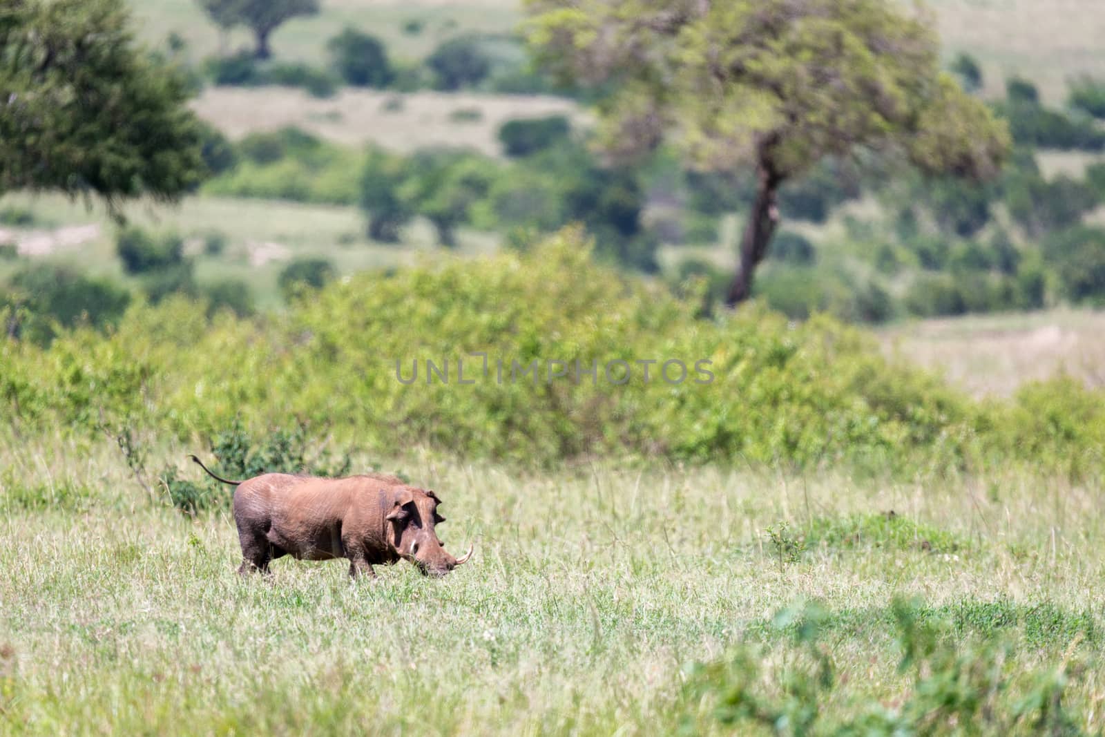 The warthog in the middle of the savanna of Kenya