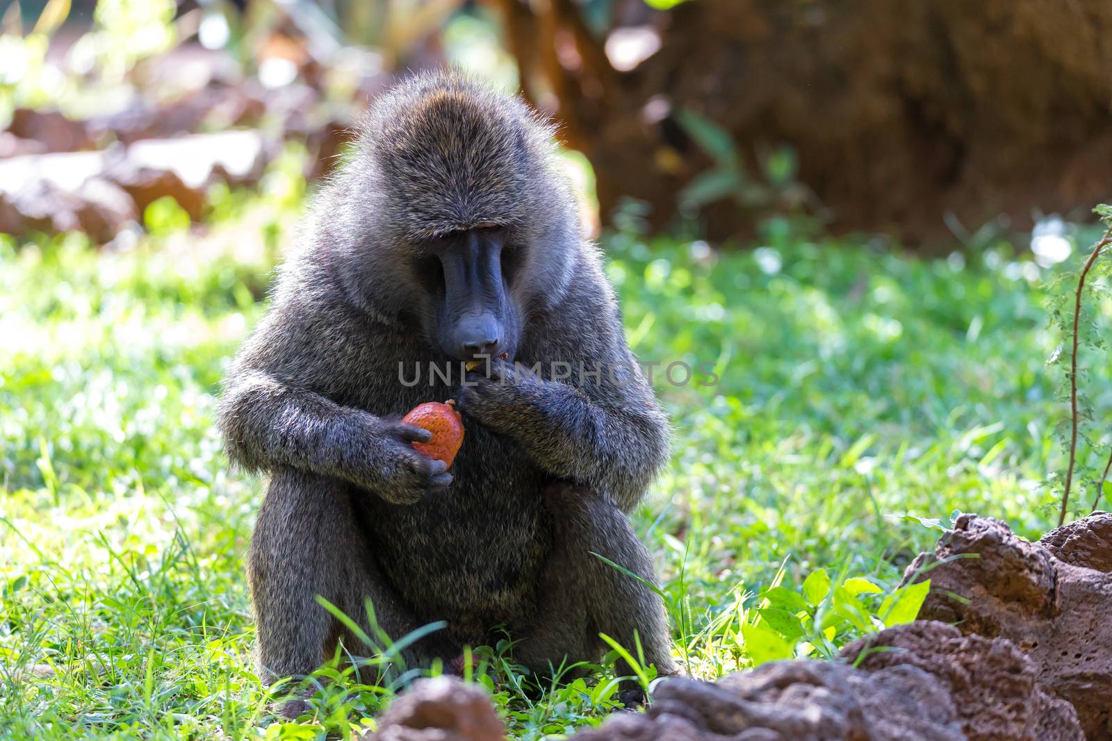 One baboon has found a fruit and nibbles on it
