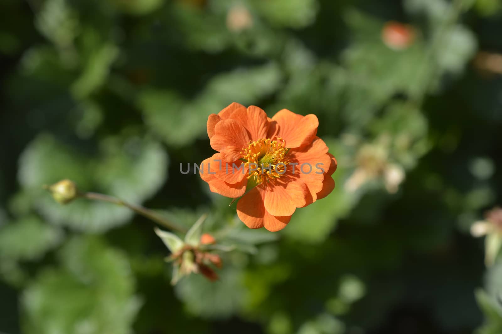 Avens Princess Juliana- Latin name - Geum Princess Juliana