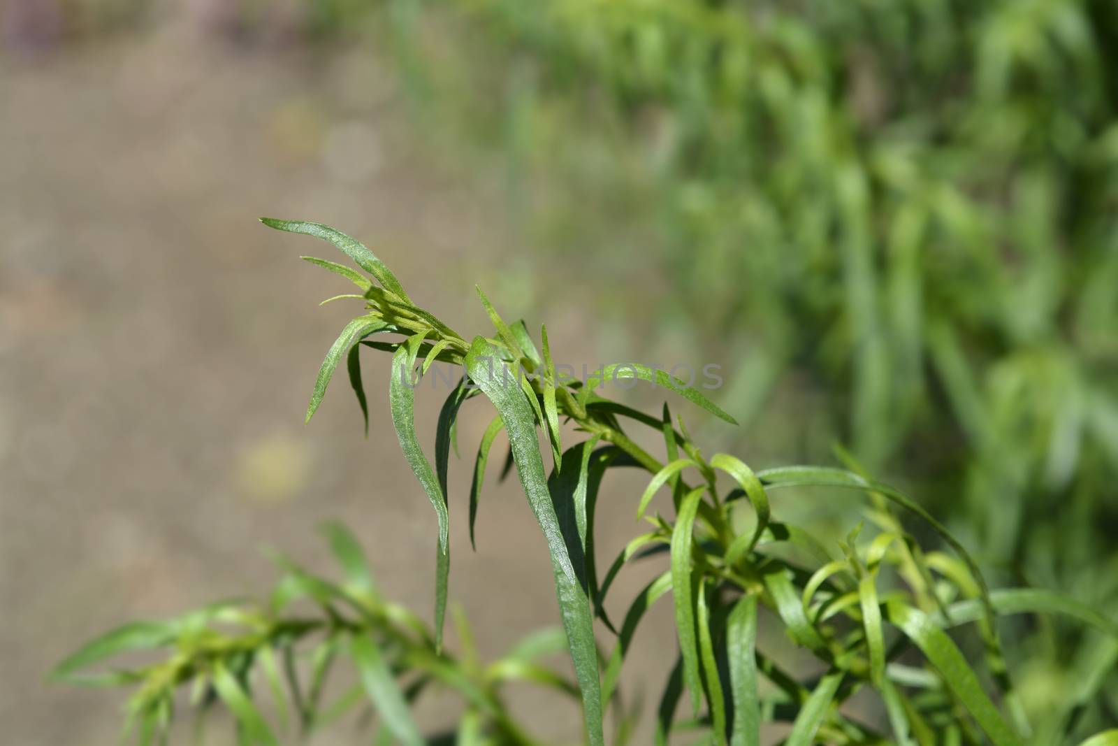 Tarragon leaves by nahhan