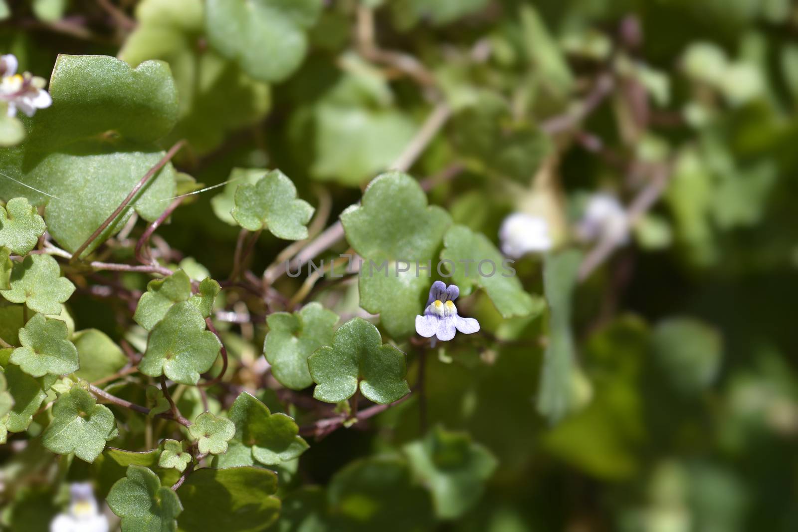 Kenilworth Ivy small flowers - Latin name - Cymbalaria muralis