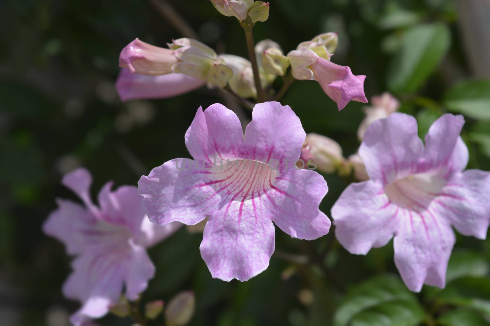 Pink trumpet vine by nahhan