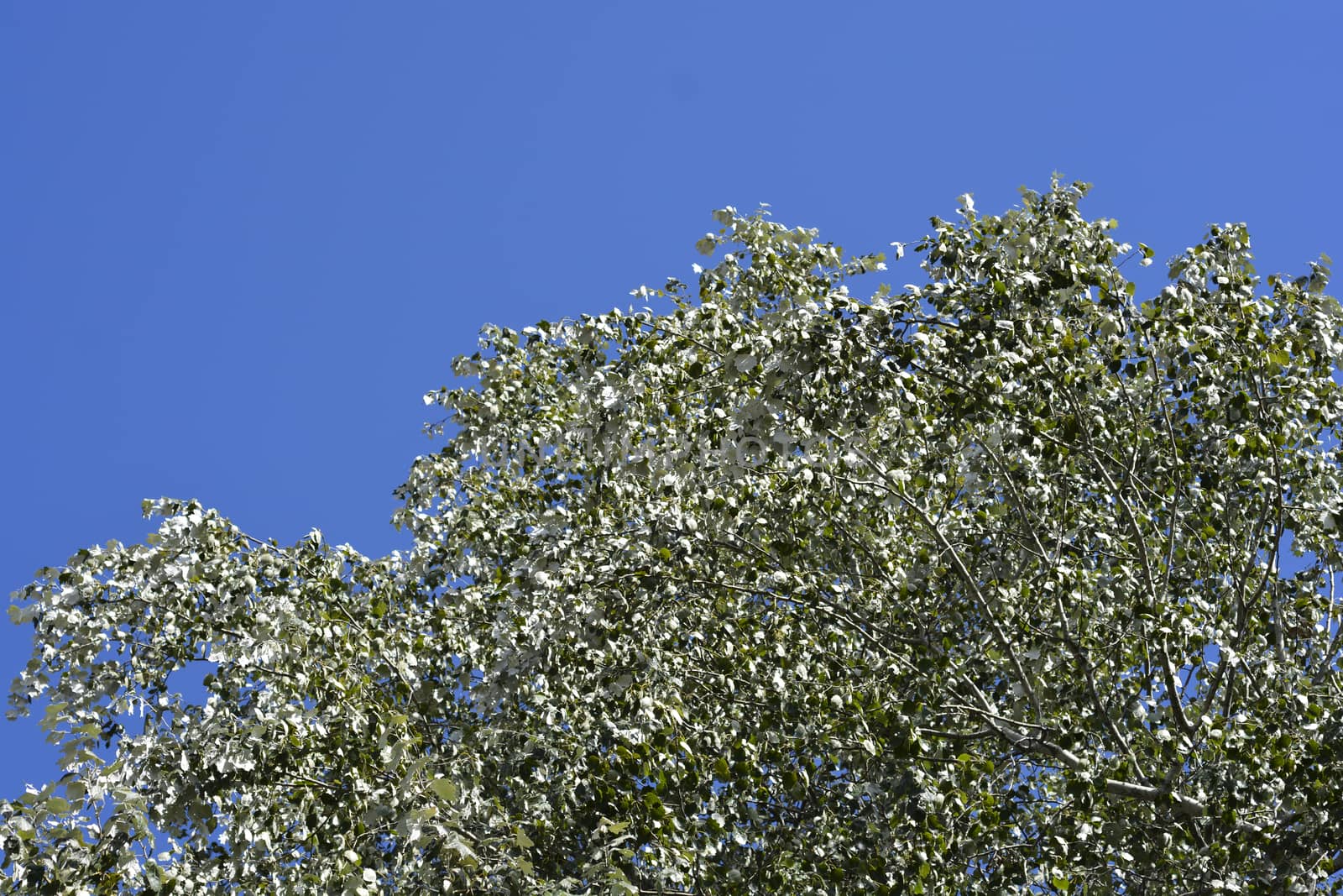 White poplar tree - Latin name - Populus alba