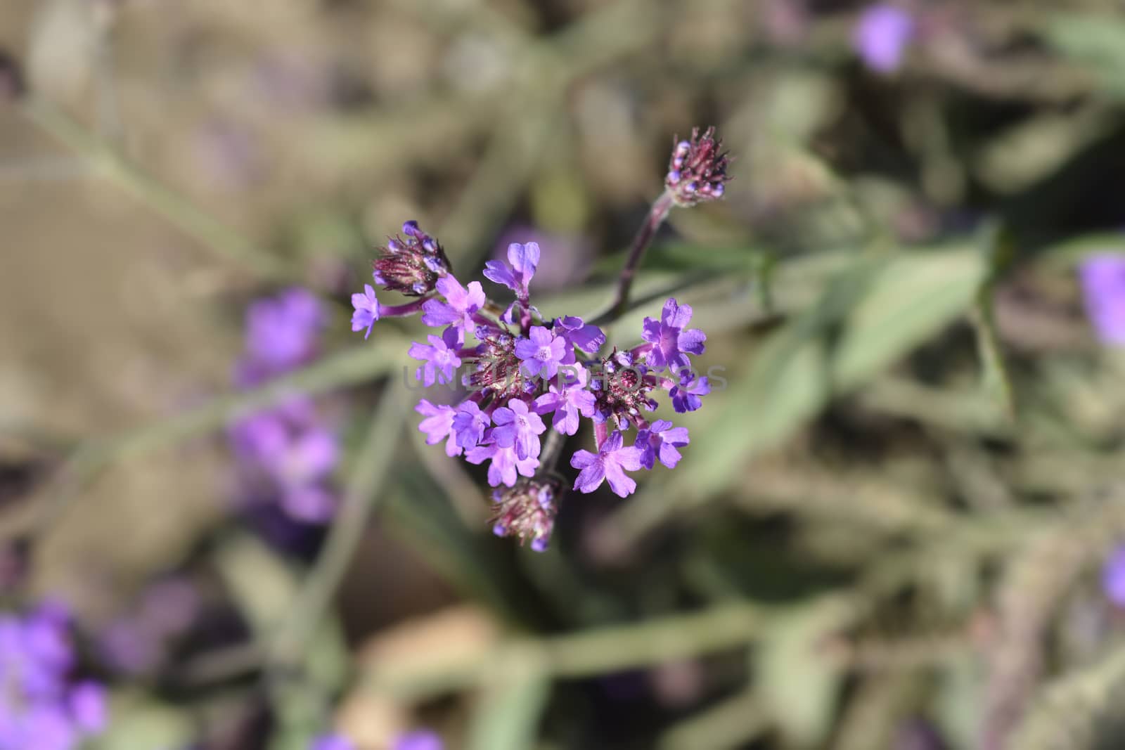 Slender vervain flower - Latin name - Verbena rigida (Verbena venosa)