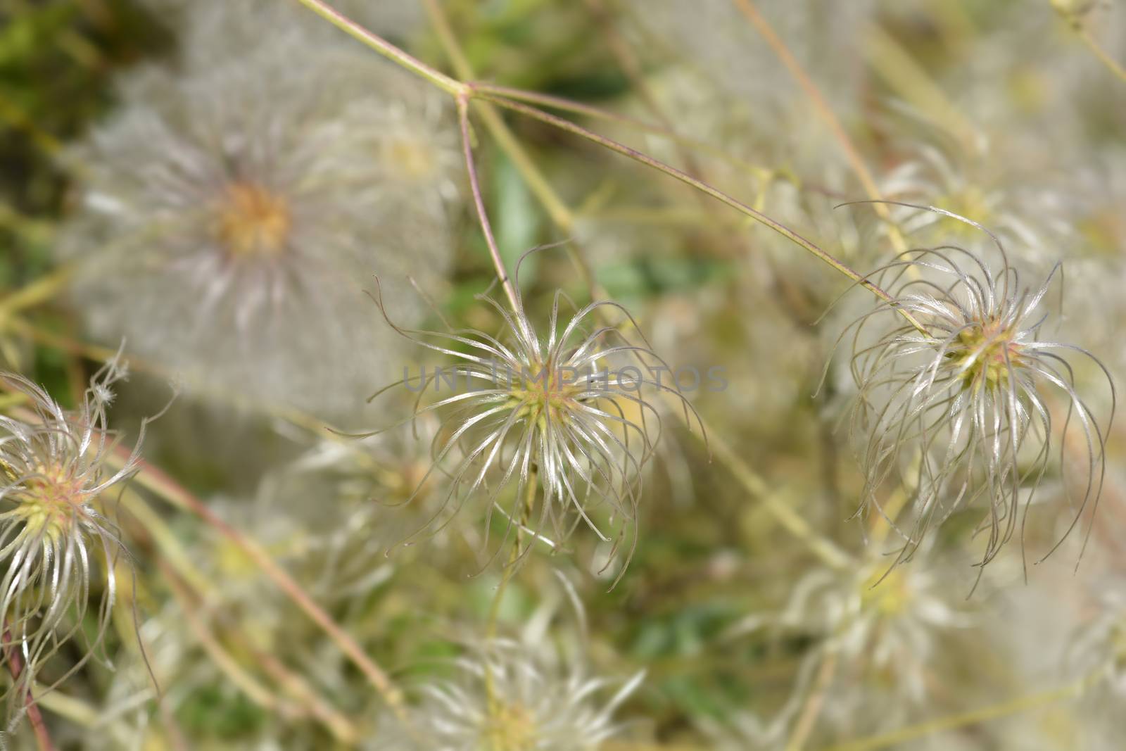 Clematis ispahanica seed heads - Latin name - Clematis ispahanica