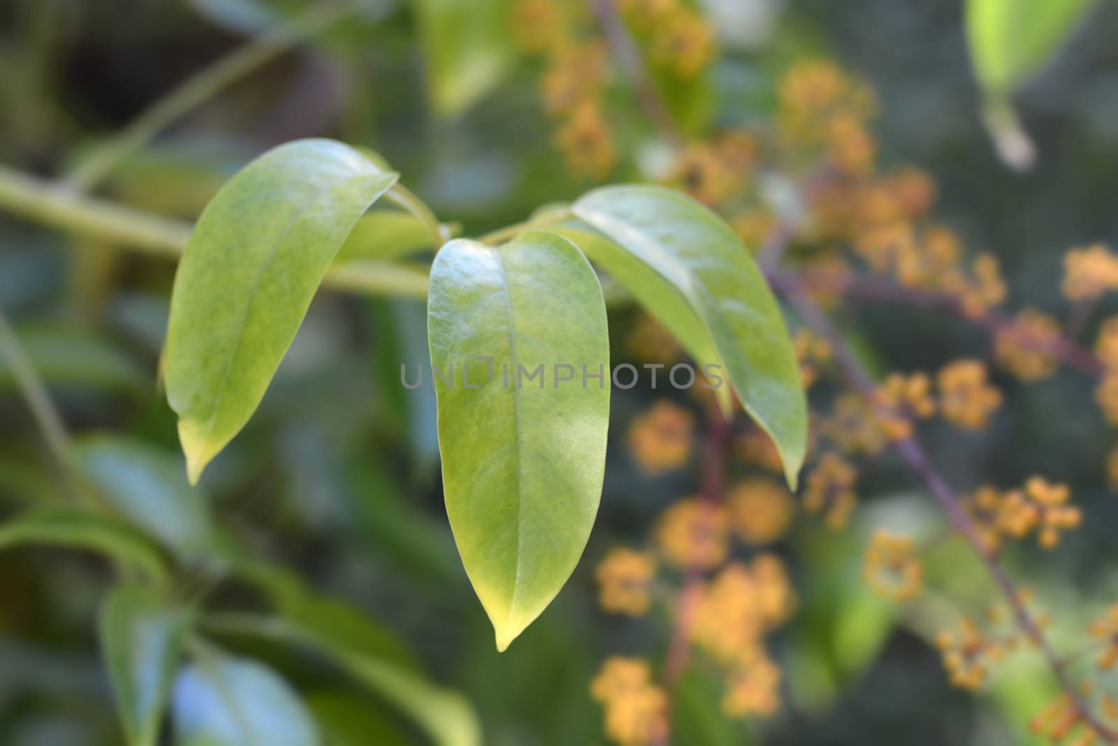 Seven-finger leaves - Latin name - Schefflera digitata