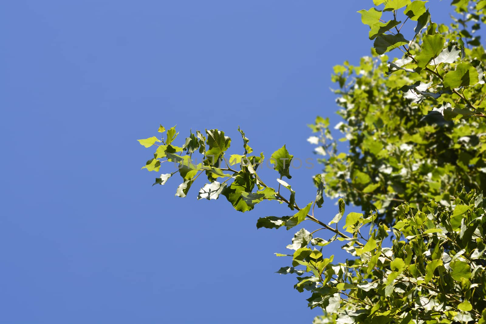 Lombardy poplar - Latin name - Populus nigra var. italica