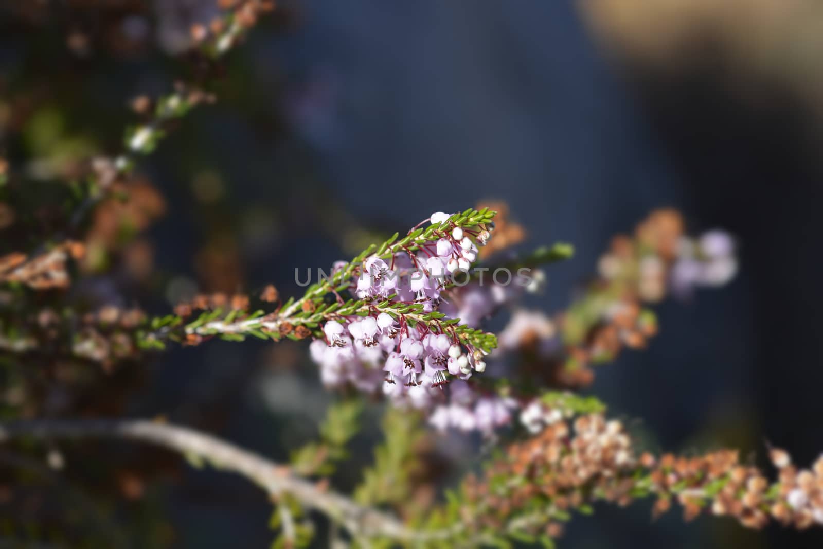 Autumn heather - Latin name - Erica manipuliflora