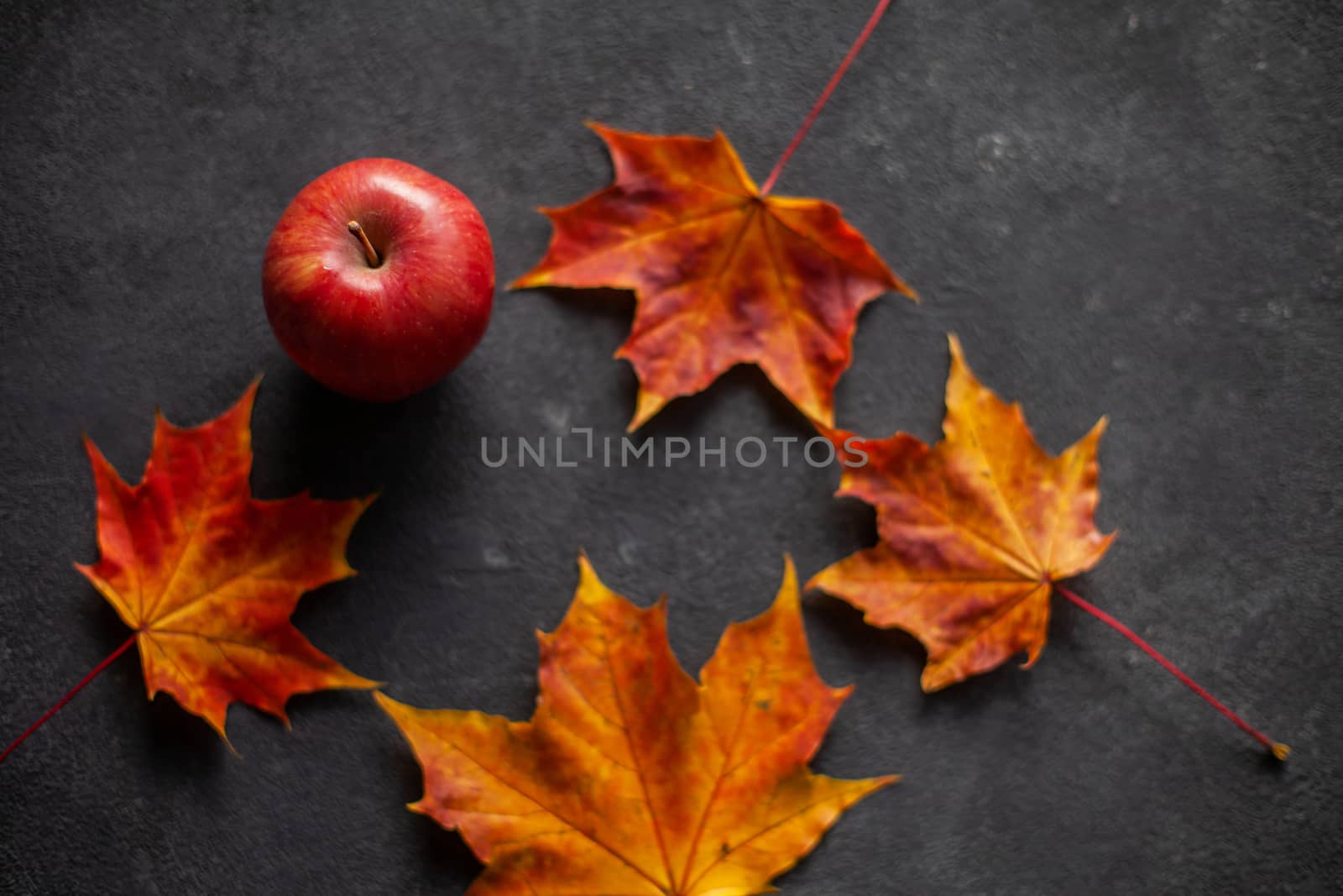 Autumn marple leaves and Ripe garden red apples on gray concrete. Fruits concept of the fall harvest. Space for text.