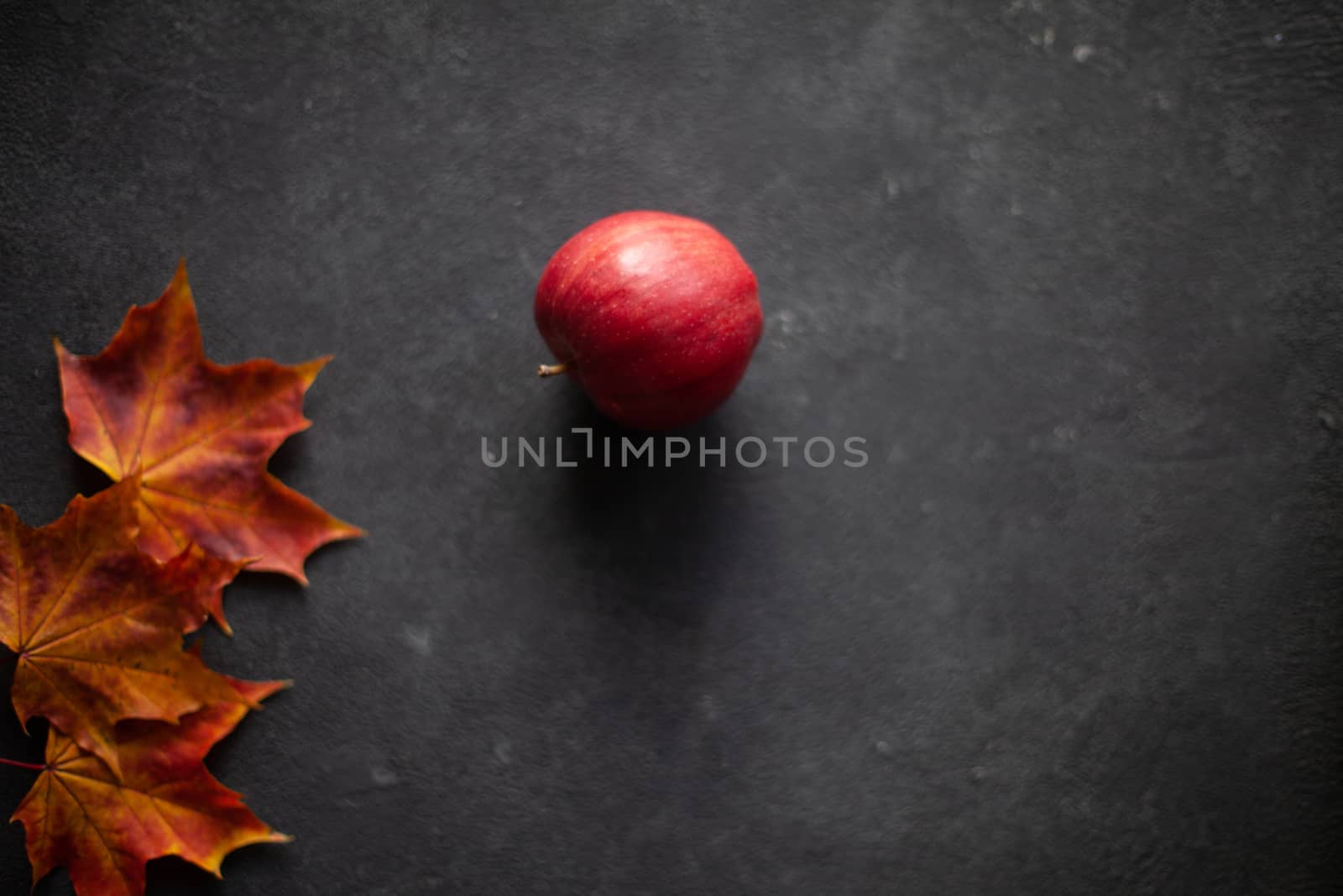 Autumn marple leaves and Ripe garden red apples on gray concrete. Fruits concept of the fall harvest. Space for text.