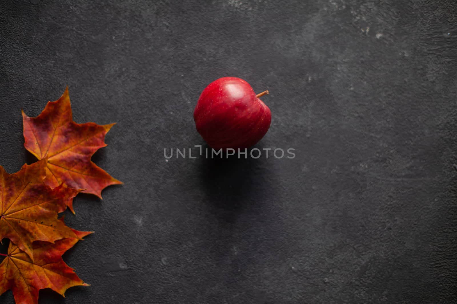 Autumn marple leaves and Ripe garden red apples on gray concrete. Fruits concept of the fall harvest. Space for text.