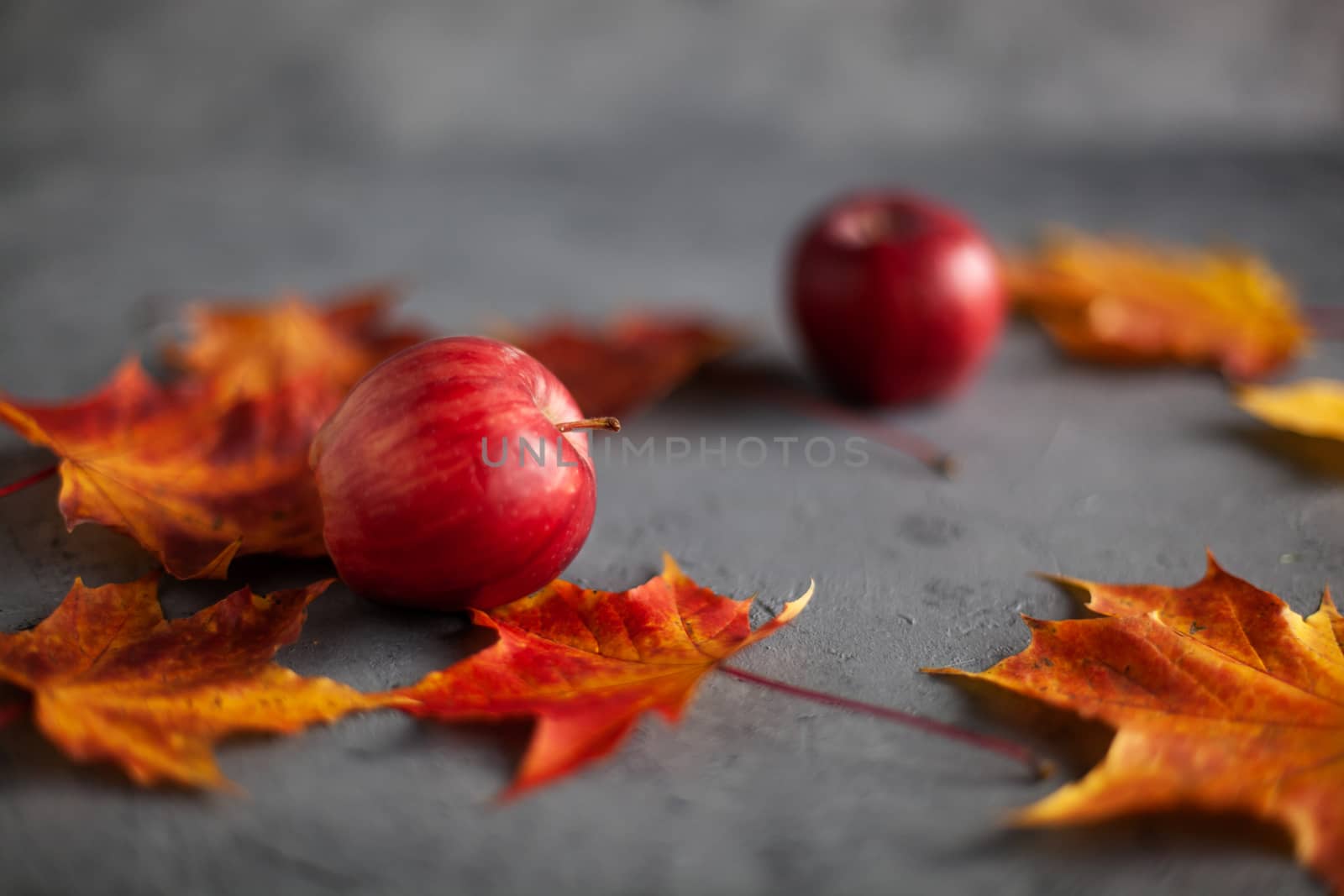 Autumn marple leaves and Ripe garden red apples on gray concrete. Fruits concept of the fall harvest. Space for text.