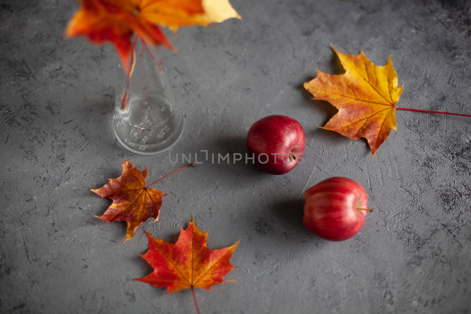 Autumn marple leaves and Ripe garden red apples on gray concrete. Fruits concept of the fall harvest. Space for text.