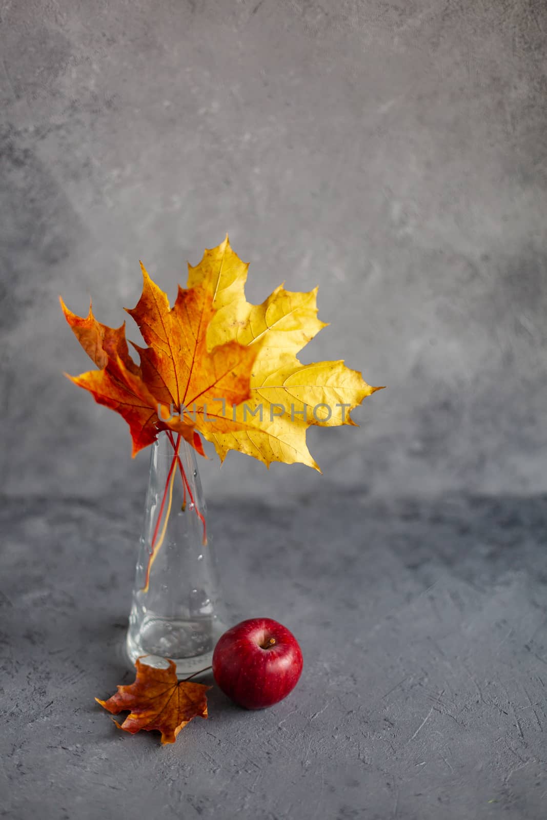 Autumn marple leaves and Ripe garden red apples on gray concrete. Fruits concept of the fall harvest. Space for text.