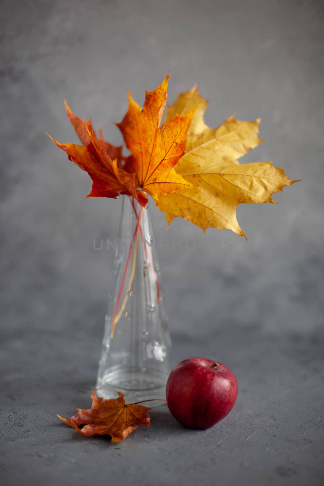 Autumn marple leaves and Ripe garden red apples on gray concrete. Fruits concept of the fall harvest. Space for text.