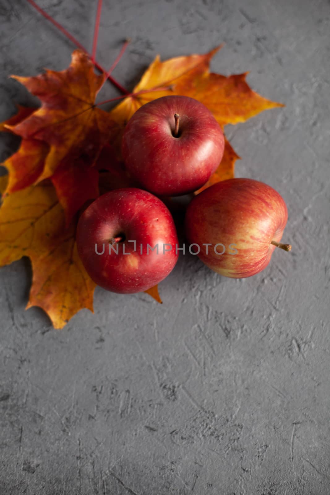 Autumn marple leaves and Ripe garden red apples on gray concrete. Fruits concept of the fall harvest. Space for text.