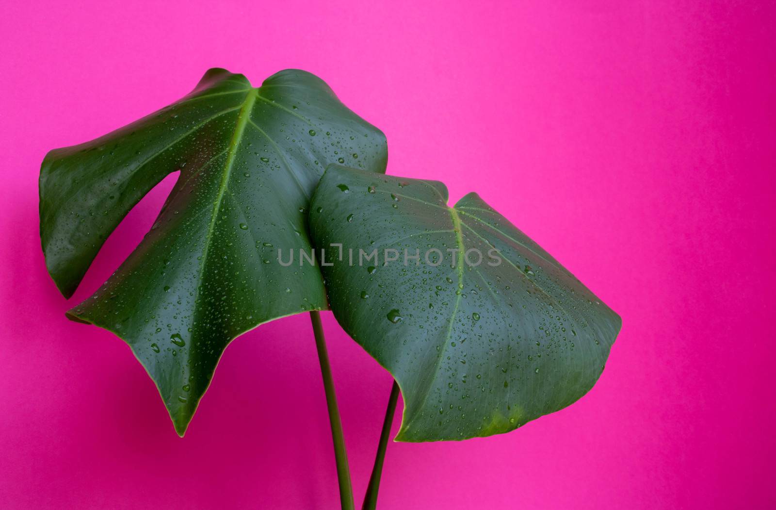 Monstera in a modern interior, the concept of minimalism. Beautiful combination of colors: green and pink. Details of the modern interior.