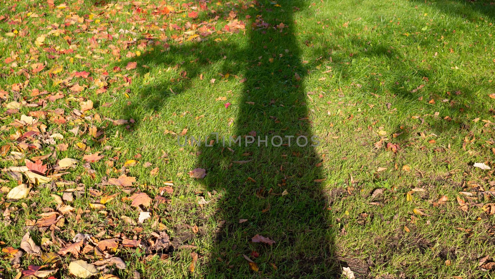 Autumn Park on a Sunny day,fallen leaves on the green grass.