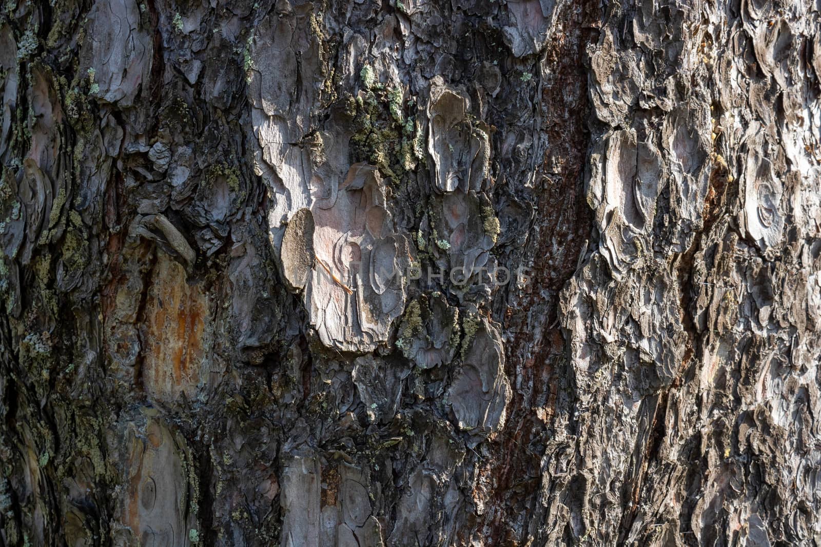 Seamless tree bark background. texture of an old tree.