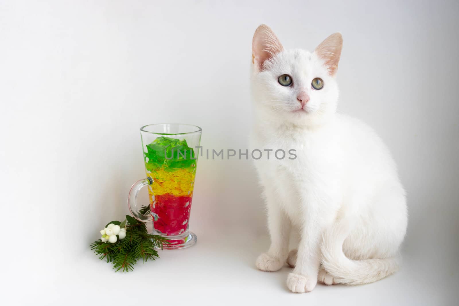 A white cat sits on a white background next to a glass of marmalade,looking at the camera. Space for your text.