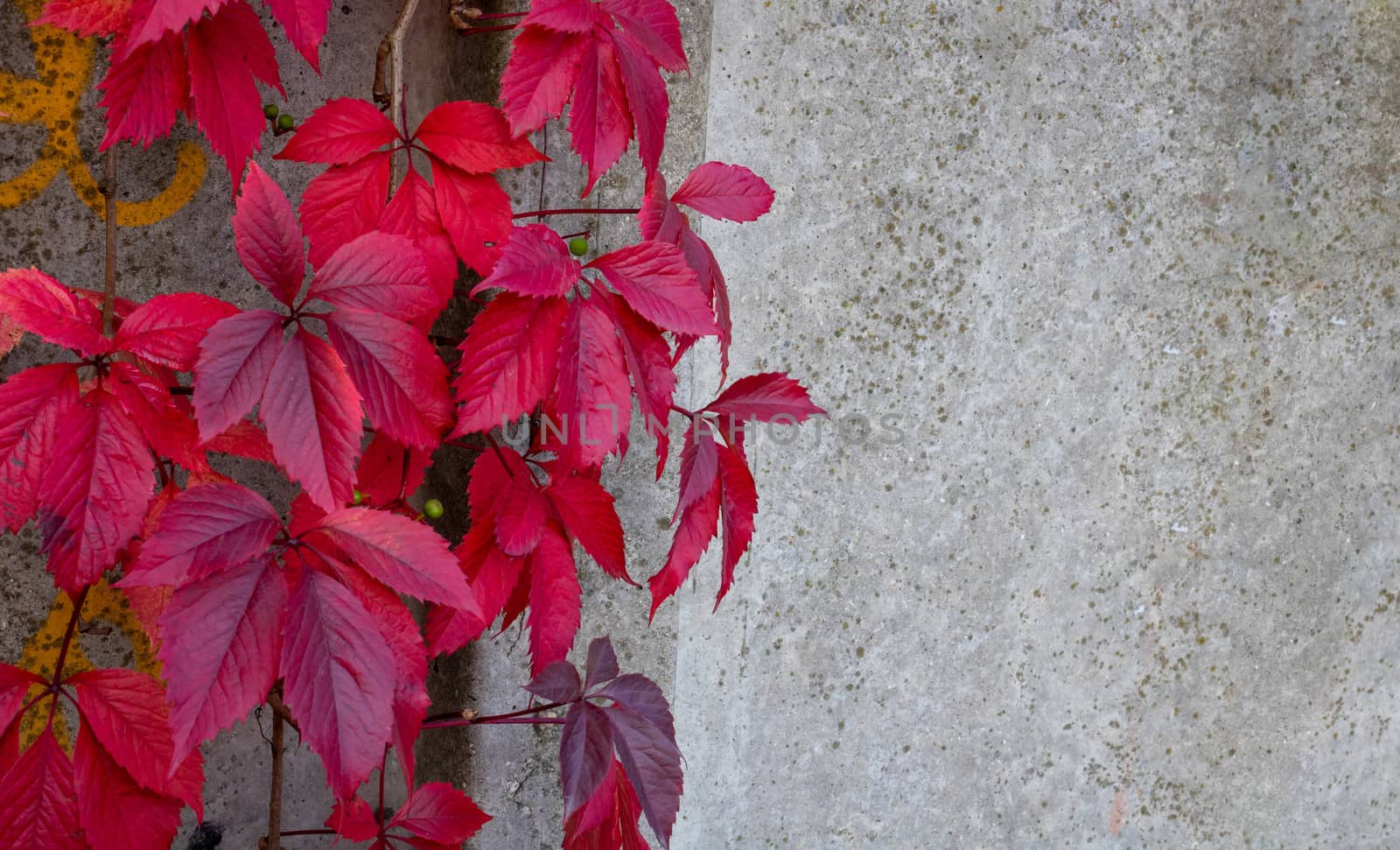 A stone wall with red ivy leaves with a copy of the space for the background or texture. Climbing plant. Background in retro style. Red plant leaves on old grunge walls.