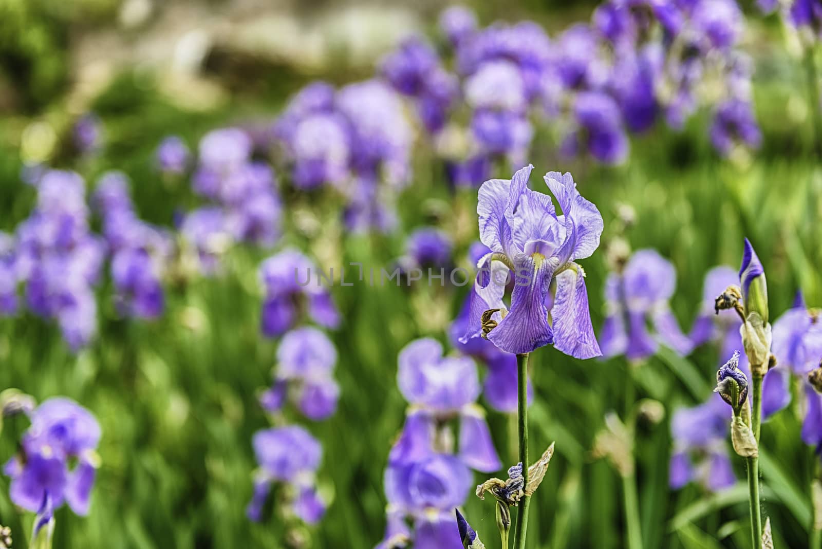 Closeup of violet iris flowers in a green garden by marcorubino