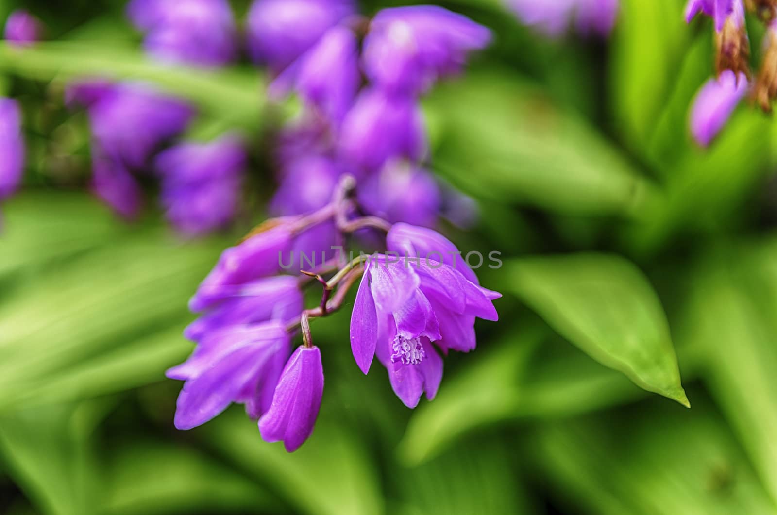 Closeup of purple flowers in a green garden by marcorubino