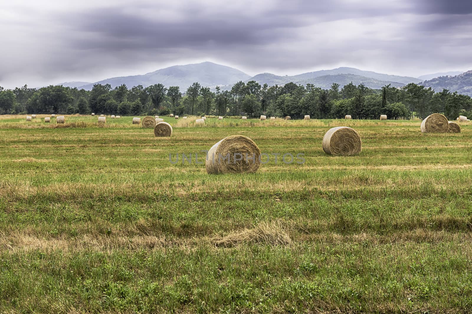 Hay bales on the field after harvest by marcorubino