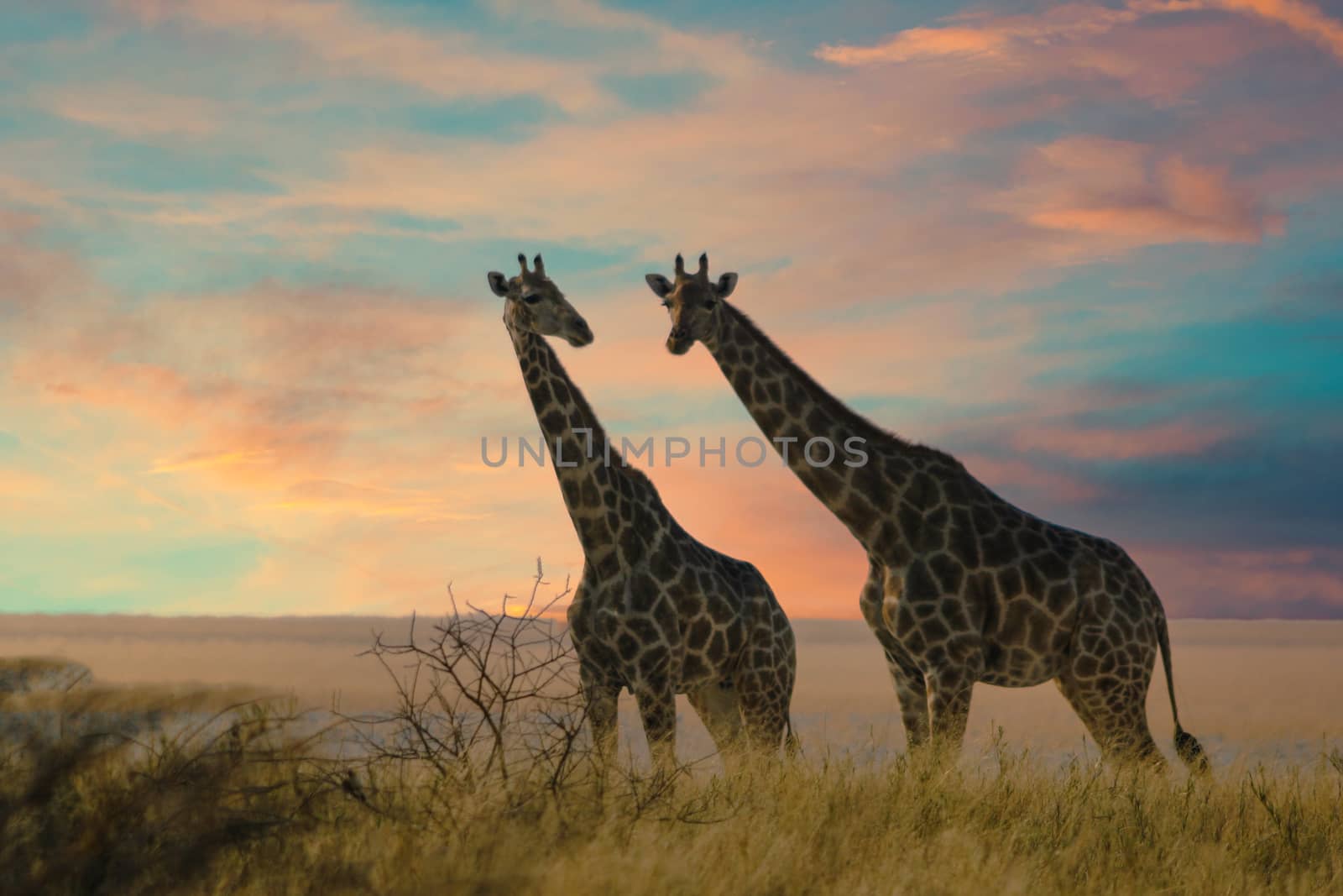 Two giraffes in Etosha National Park, Namibia by magicbones