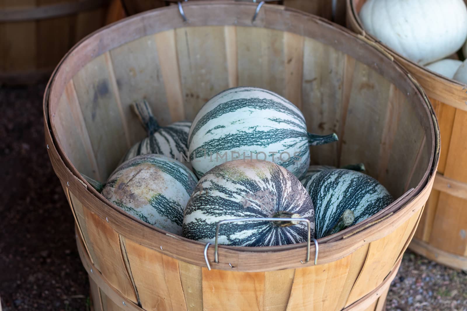 Side View of Farmers Market Basket full of white and green striped pumpkins  by gena_wells