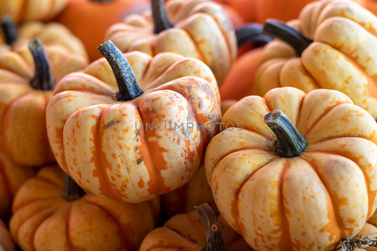 Angle View of Farmers Market group of two tone orange small pumpkins . High quality photo