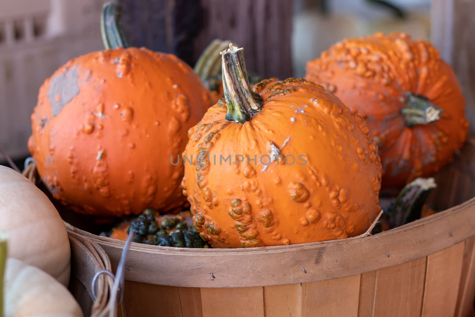 Side View of Farmers Market Basket full of orange bumpy pumpkins by gena_wells